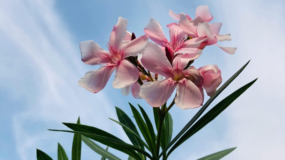 Oleander Pexels